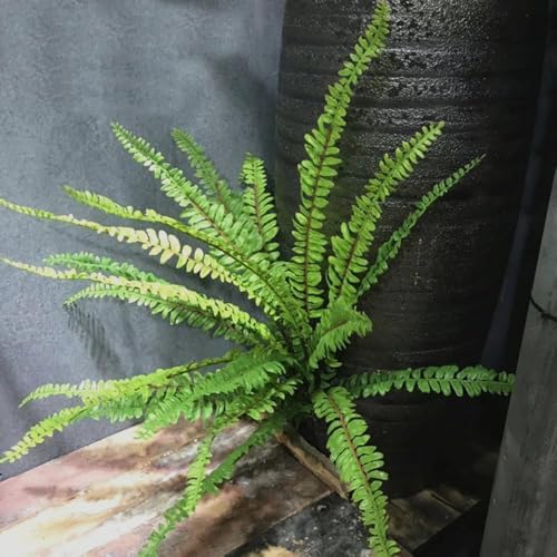 2Pcs Artificial Fern Plants Fake Boston Fern Faux Greenery