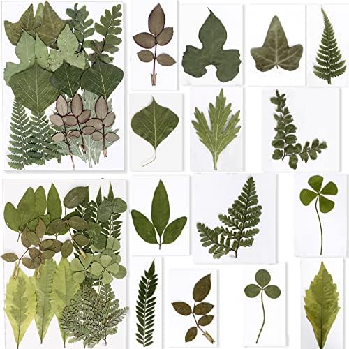 BIHRTC 100PCS Dried Pressed Flowers Leaves Set