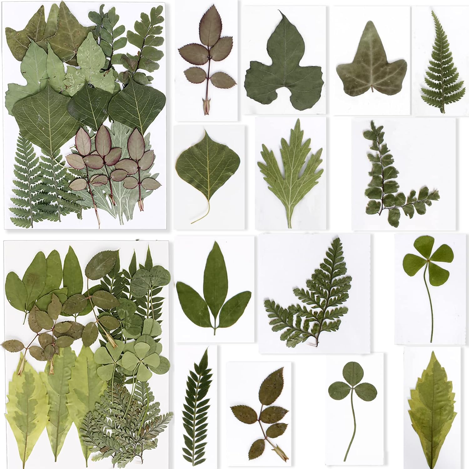BIHRTC 100PCS Dried Pressed Flowers Leaves Set