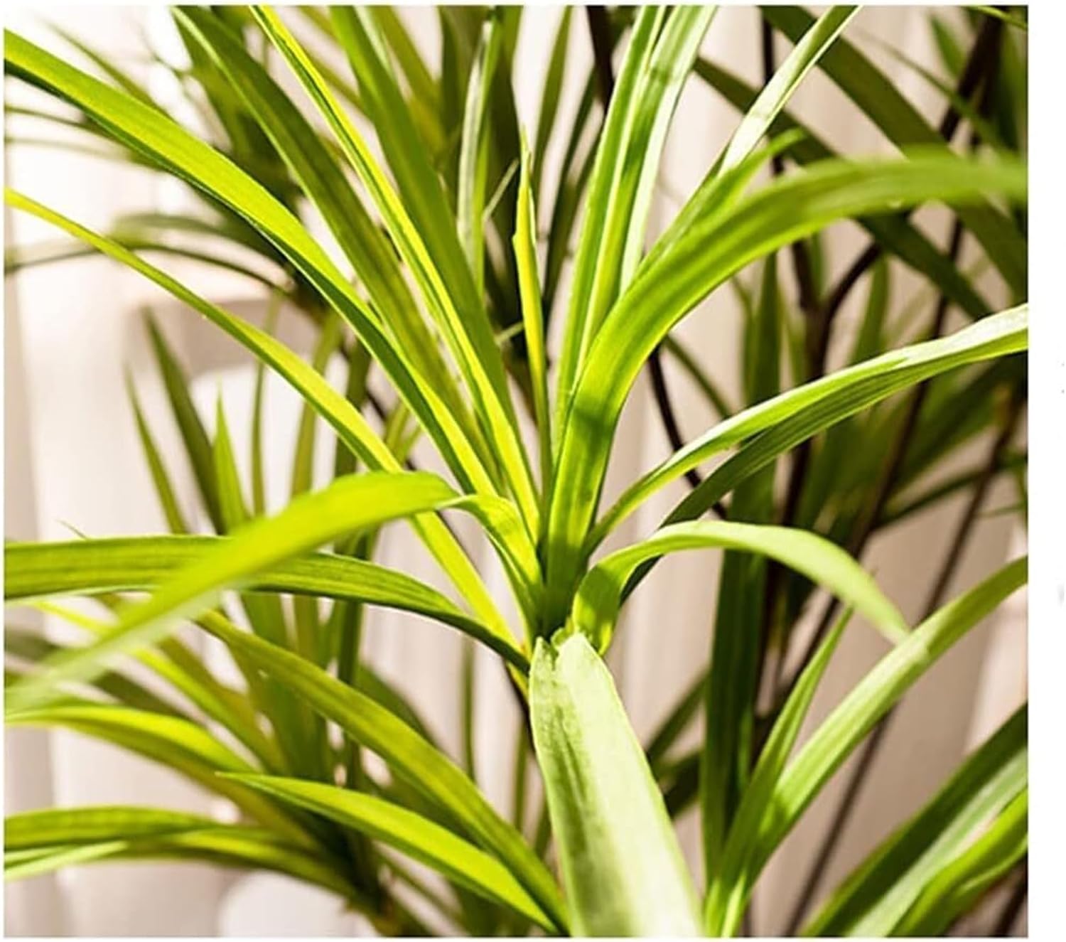 Artificial Dragon Blood Tree 100cm 32ft Potted Realistic Fake Plant